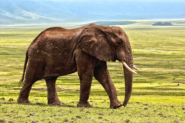 elephant, safari, animal, defence, africa, savanna, zoo, nature, reserve, elephant, elephant, elephant, elephant, elephant