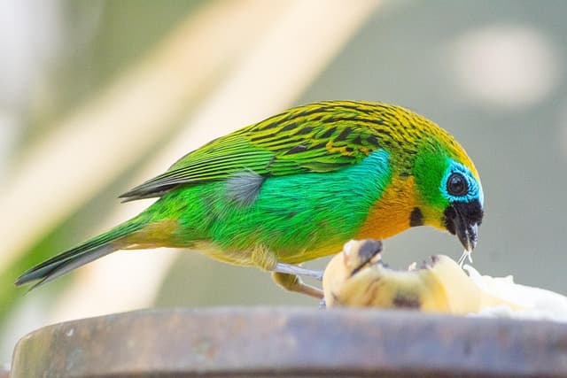 came out of the-the caterpillar, tangara desmaresti, bird, plumage, bill, animals, nature, tropical bird, serra do mar, colorful bird, beautiful colors, birds, fauna, the brazil game