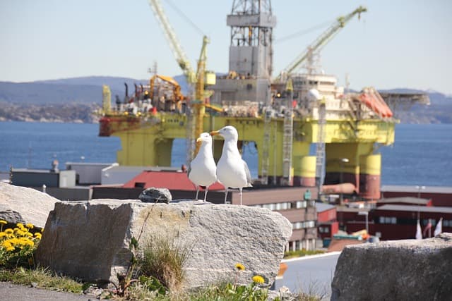 platform, oil, rig, oil rig, technology, offshore, ocean, seagulls, birds, nature, yellow