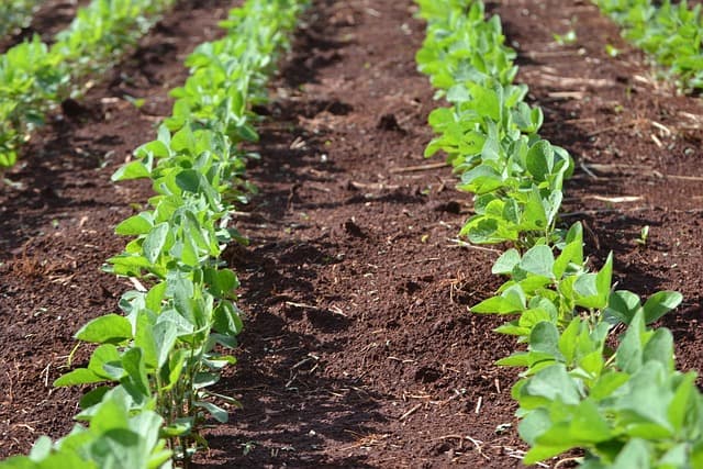 soy, plantation, agriculture, green, cultures, crop, nature, fields, grains, brazil, sheets, leaf